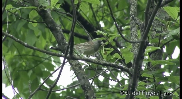 Black-faced Bunting - ML201389231