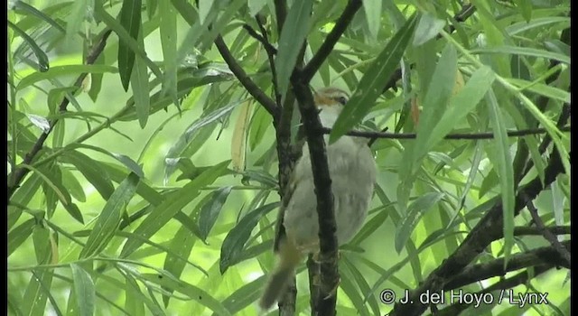 Radde's Warbler - ML201389261