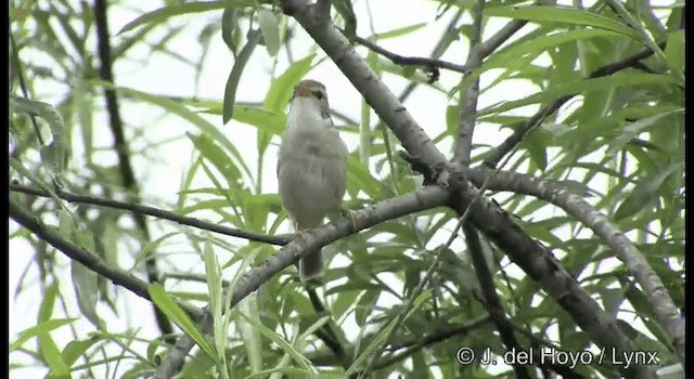 巨嘴柳鶯 - ML201389271