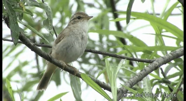 Radde's Warbler - ML201389281