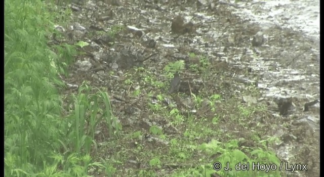 Siberian Thrush - ML201389291