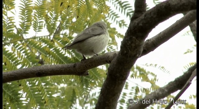 Pale-billed Flowerpecker - ML201389311