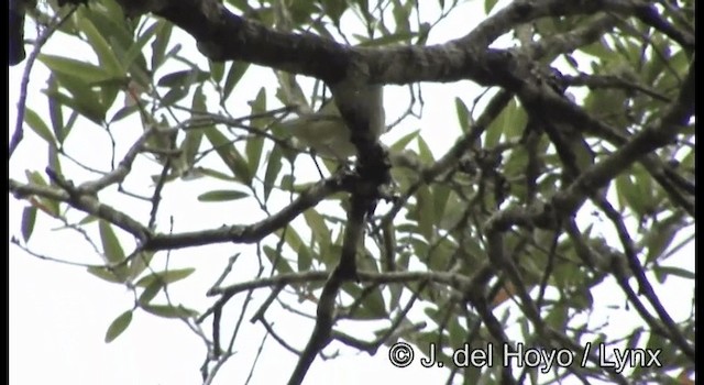 Tennessee Warbler - ML201389381