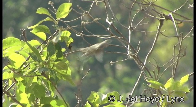 Warbling Vireo - ML201389391