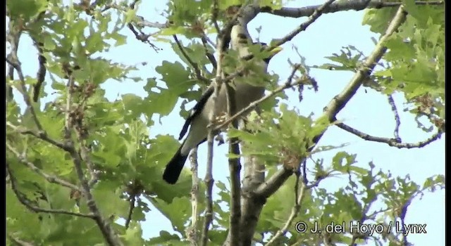 Japanese Grosbeak - ML201389411