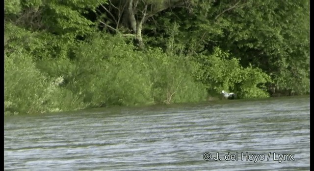 Scaly-sided Merganser - ML201389461