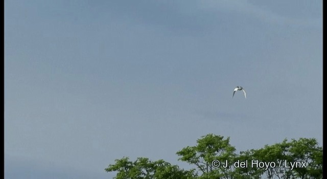Harle de Chine - ML201389471