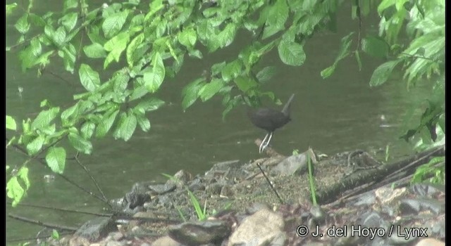 Brown Dipper - ML201389491