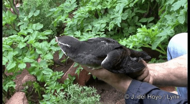 Rhinoceros Auklet - ML201389511