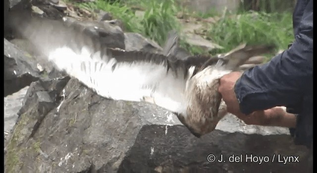 Puffin leucomèle - ML201389521