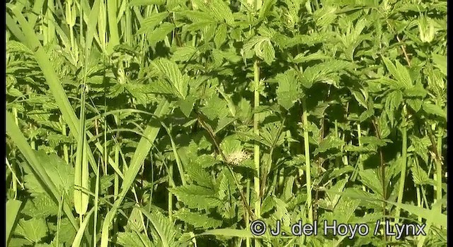 Marsh Warbler - ML201389541