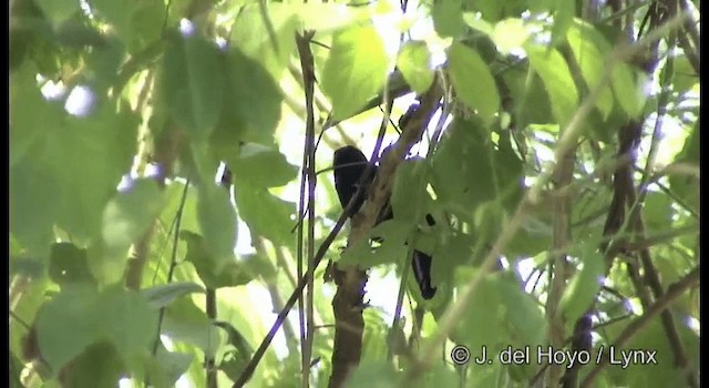 Yellow-billed Cacique (Prevost's) - ML201389551