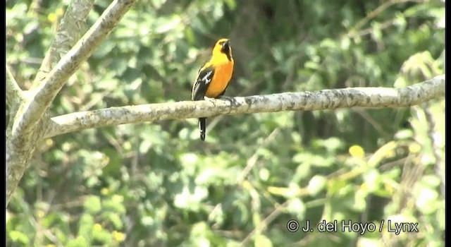 Altamira Oriole - ML201389581