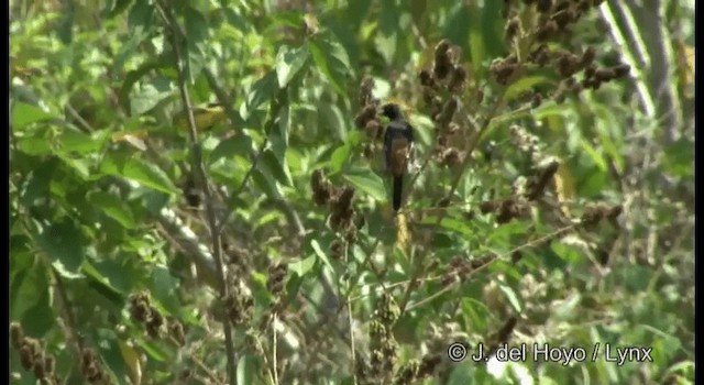 Orchard Oriole (Orchard) - ML201389591