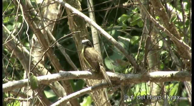 Social Flycatcher (Vermilion-crowned) - ML201389621