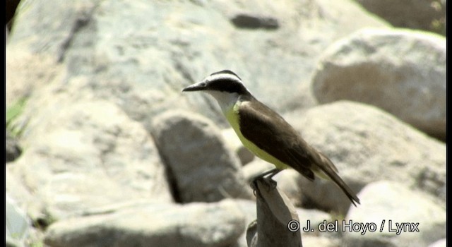 Great Kiskadee - ML201389631