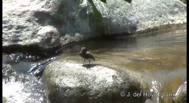 Black Phoebe (Northern) - ML201389651