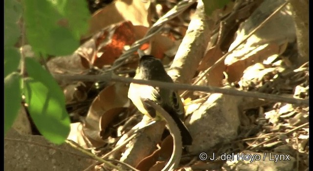 Common Tody-Flycatcher (cinereum Group) - ML201389671