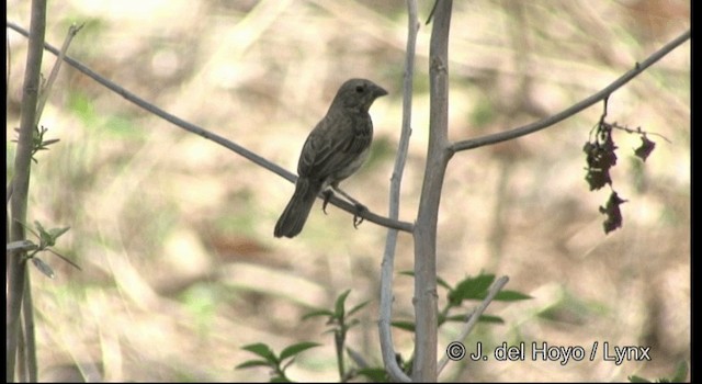 Blue-black Grassquit - ML201389701