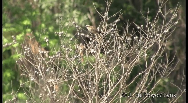 Stripe-headed Sparrow - ML201389711