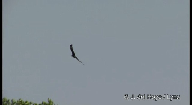 kondor krocanovitý (ssp. aura/septentrionalis) - ML201389801