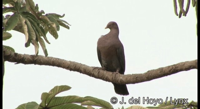 Red-billed Pigeon - ML201389811