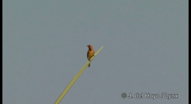 Oriole maculé - ML201389881