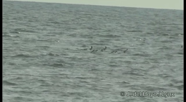 Franklin's Gull - ML201389891