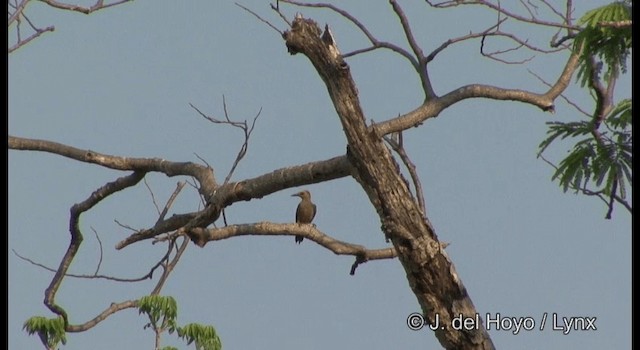 Golden-fronted Woodpecker (Velasquez's) - ML201389901