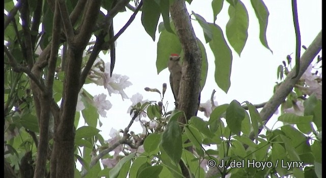 Carpintero Frentidorado (grupo santacruzi) - ML201389911