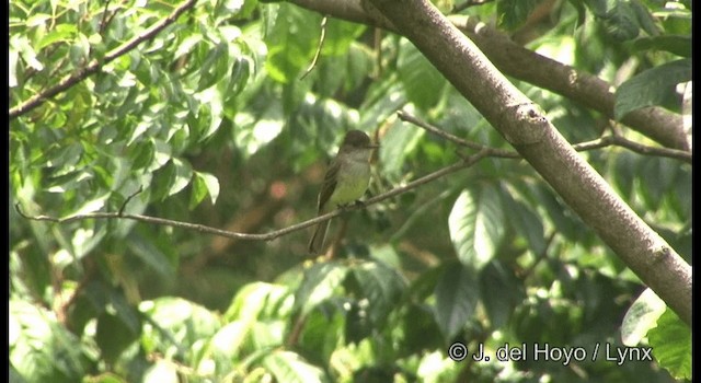 Dusky-capped Flycatcher (lawrenceii Group) - ML201389921