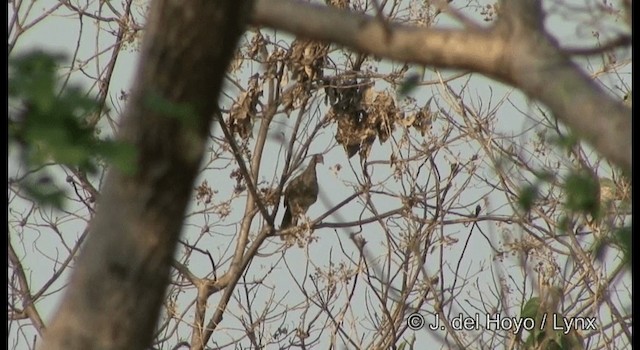 White-bellied Chachalaca - ML201389931