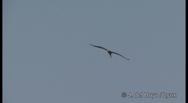 Brown Pelican - ML201389951