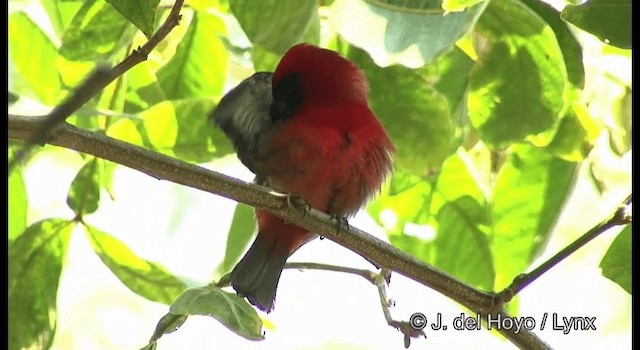 White-winged Tanager - ML201389971