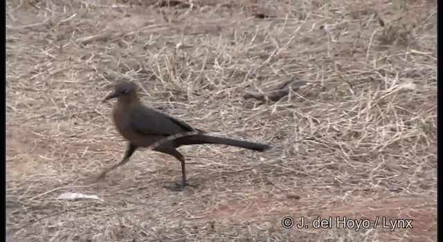 storhaletrupial (mexicanus gr.) - ML201389981