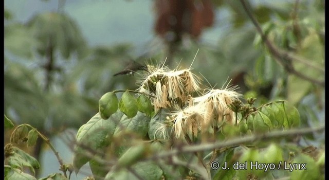 Blue-tailed Hummingbird - ML201389991