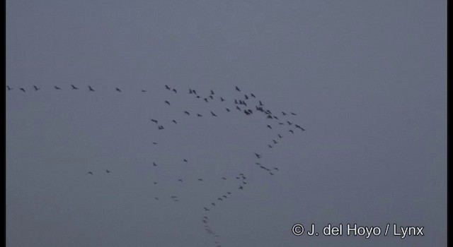 White-naped Crane - ML201390211