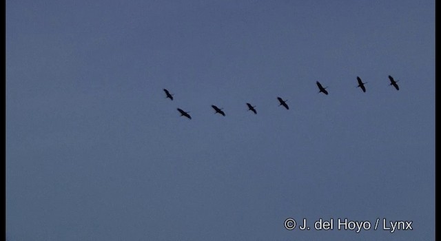 White-naped Crane - ML201390221