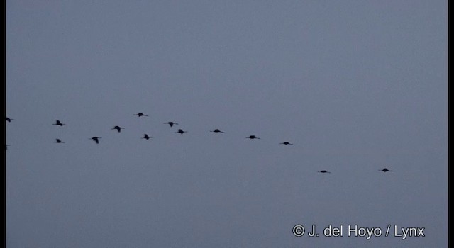 White-naped Crane - ML201390231