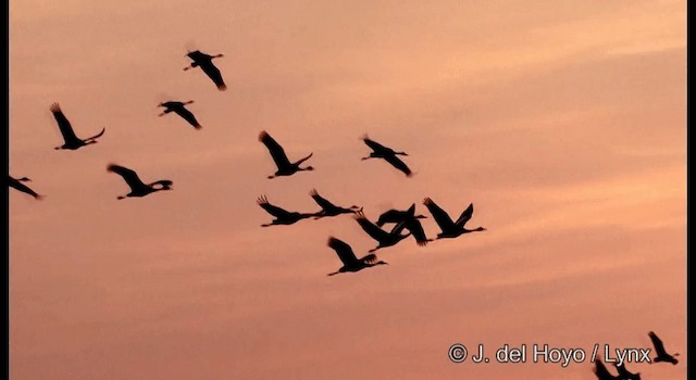 White-naped Crane - ML201390251