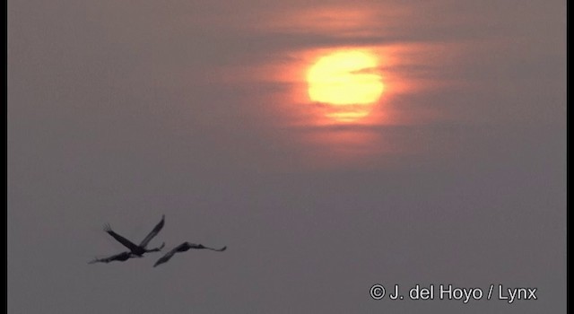 White-naped Crane - ML201390261