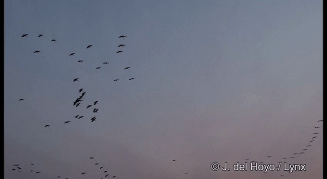 Hooded Crane - ML201390331