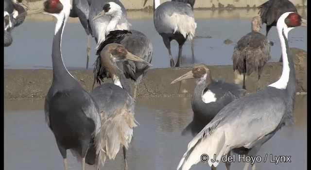 White-naped Crane - ML201390421