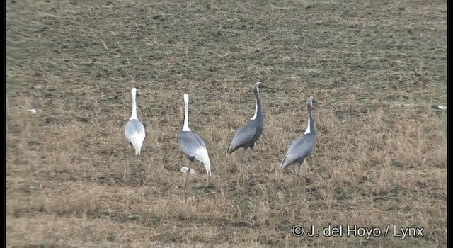 White-naped Crane - ML201390491