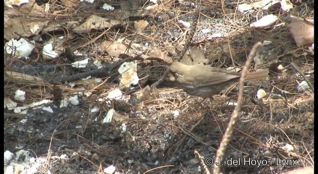 Hermit Thrush - ML201390671