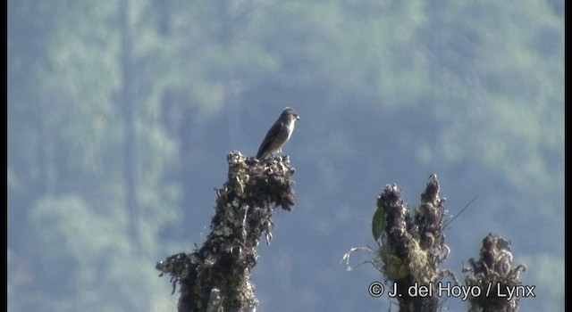 Olive-sided Flycatcher - ML201390691