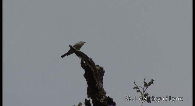 Western Wood-Pewee - ML201390701