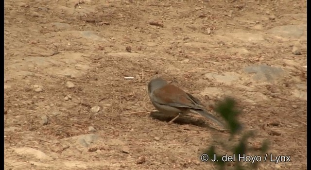 Sarı Gözlü Junko (phaeonotus/palliatus) - ML201390721