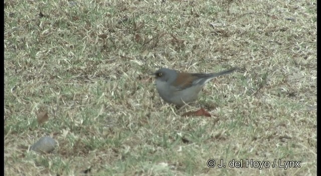 guløyejunko (phaeonotus/palliatus) - ML201390741