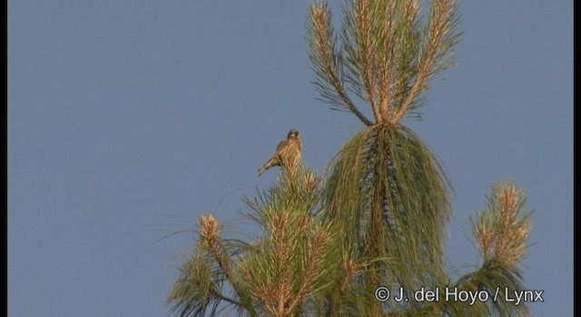 Red Crossbill - ML201390751